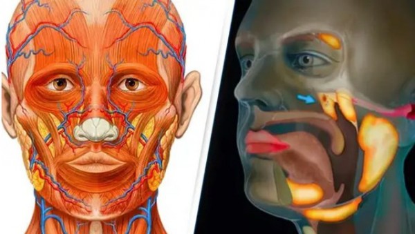 Shkencëtarët zbulojnë aksidentalisht një organ të ri në trupin e njeriut