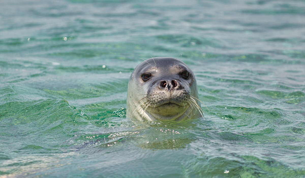 Foka mesdhetare, vlerë e shtuar e biodiversitetit të parkut Sazan-Karaburun