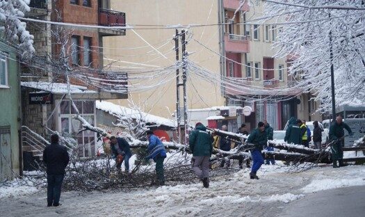 Lisi bie në rrugë, bllokon qarkullimin afër parkut në kryeqytet