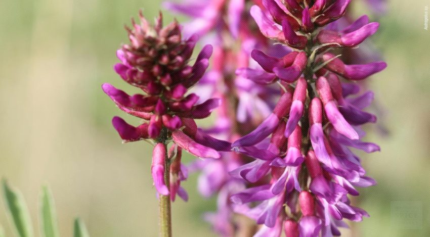 ‘Astragalus’, një bimë antike me shumë përfitime shëndetësore