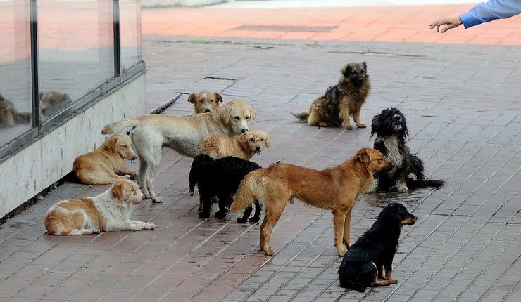 Numër i madh i të interesuarve për adoptimin e qenve endacakë në Prishtinë