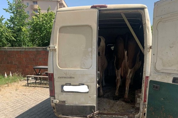 Kontrabandim me mallra, arrestohet i dyshuari