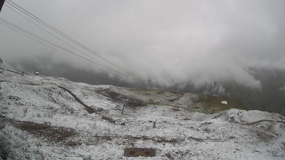 Zvicra zbardhet nga bora në gusht