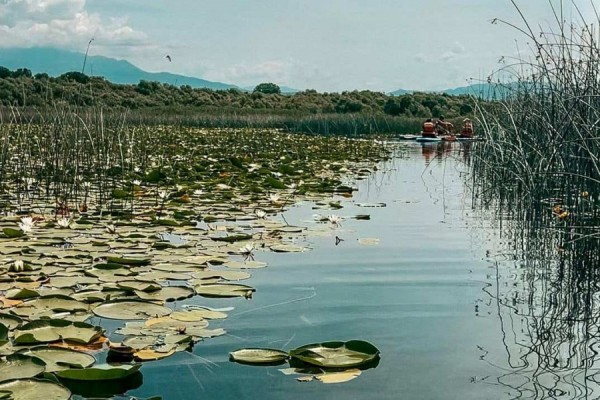 Liqeni i Shkodrës, i preferuari i mbi 39 mijë turistëve vendas e të huaj