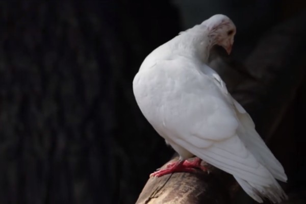21 shtatori, Dita Ndërkombëtare e Paqes