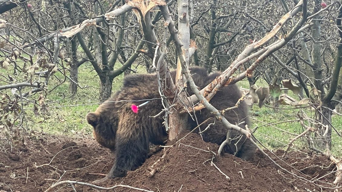 Në Prishtinë shpëtohet ariu i cili kishte rënë në kurth