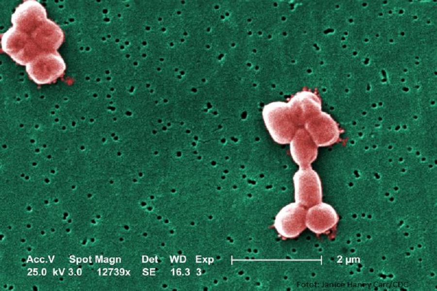 Zviceranët zhvillojnë antibiotik të ri kundër bakterit të rrezikshëm që mundon spitalet