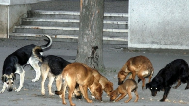 Qentë endacakë kafshojnë një qytetar në Prishtinë (FOTO)