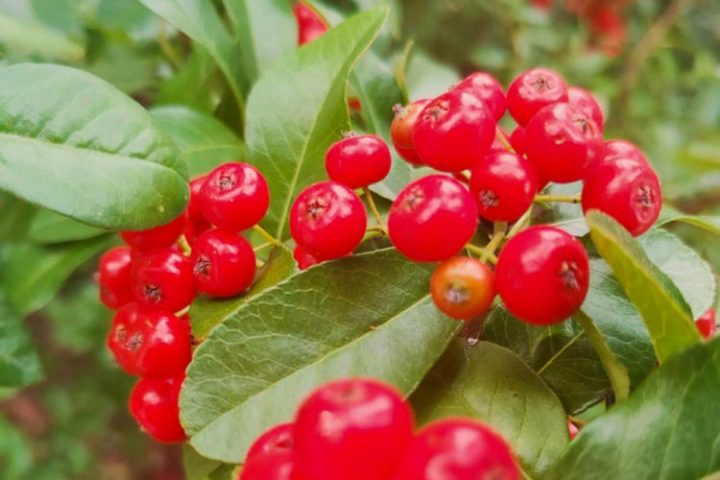 Boronica e kuqe, fruti që ju ndihmon kundër peshës së tepërt