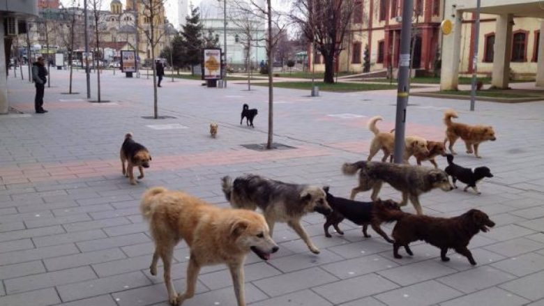Komuna e Prishtinës thotë se janë trajtuar 3 mijë e 356 qen endacakë