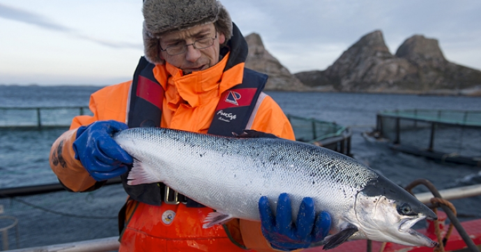 62.7 milionë peshq salmoni ngordhën në Norvegji