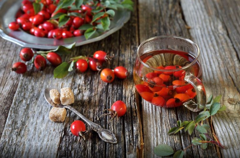 Trëndafili i egër, thesari i maleve shqiptare