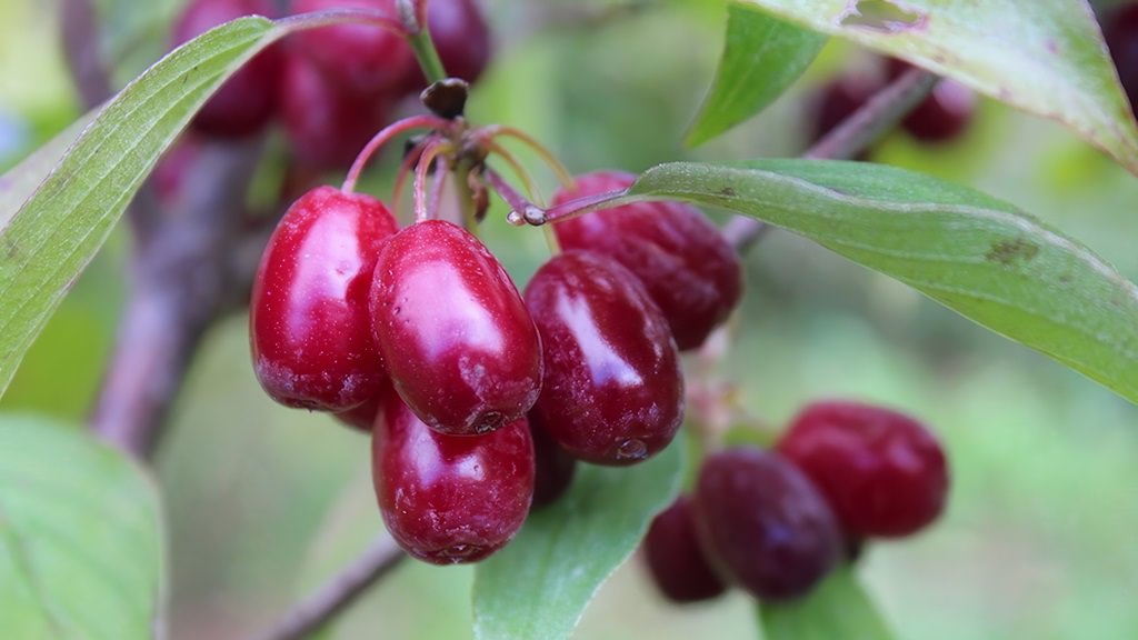 Pse duhet t’i hamë thanat. Fruti kurativ per trupin e njeriut