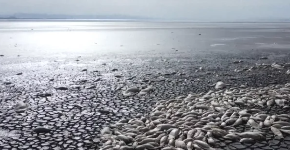 Mijëra peshq të ngordhur mbulojnë lagunën e tharë në Meksikë