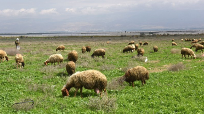 Kallëzim penal kundër një 62-vjeçari nga Kumanova, ka shitur dele të një personi tjetër