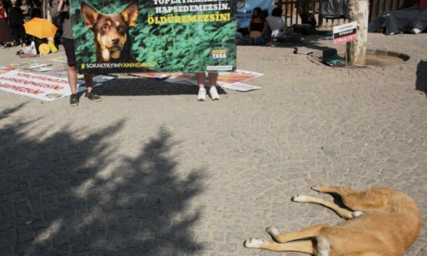 Propozimi i Turqisë për të vrarë qentë endacakë ngjall zemërim