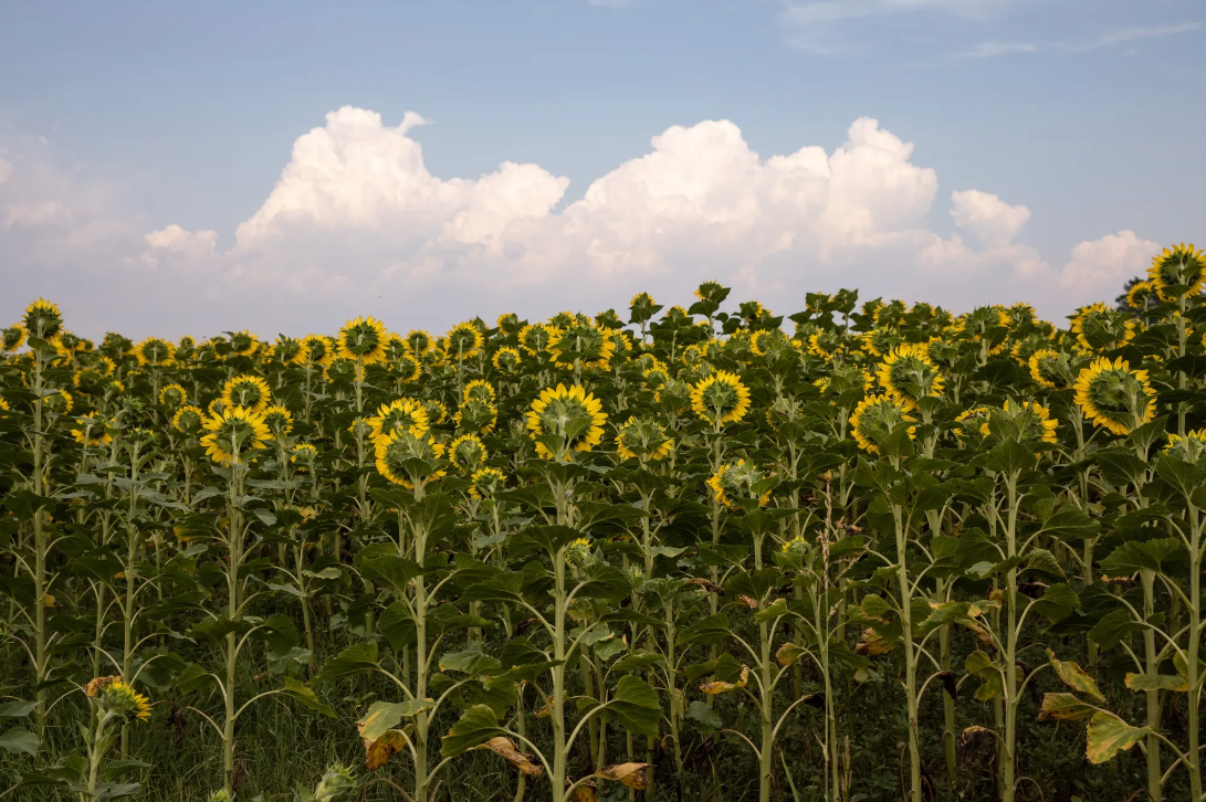 Çmimet botërore të ushqimeve u ulën në gusht, sipas FAO-s