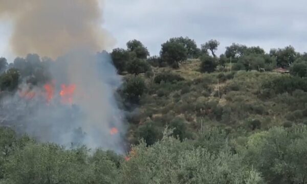 Zjarr në Vlorë, digjen në prag të vjeljes 100 rrënjë me ullinj