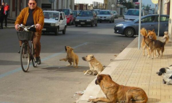 Plagosi një qen, arrestohet 41 vjeçari nga Banjica e Poshtme