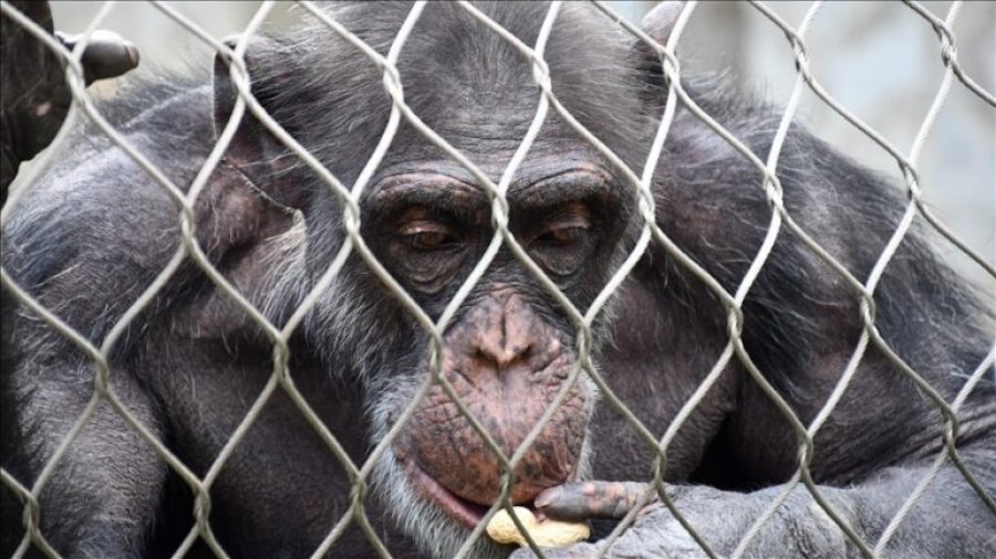 Shimpanzeja më e moshuar në botë jeton në Kopshtin Zoologjik të Shkupit