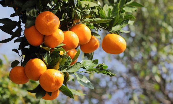 Tjetër rast me pesticide të rrezikshme në mandarinat nga Shqipëria, Kroacia bllokon ngarkesën në kufi