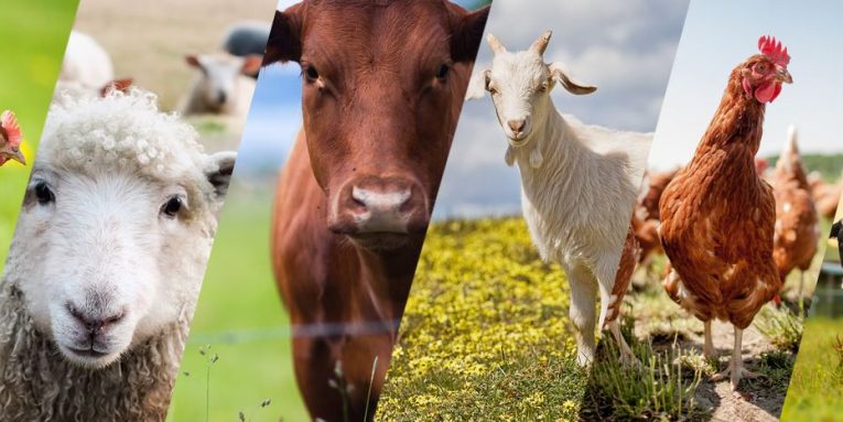 Shpërthimi i sëmundjes ‘’Afta Epizootike’’, AUV ndalon importin e kafshëve të gjalla dhe produkteve të tyre nga Hungaria