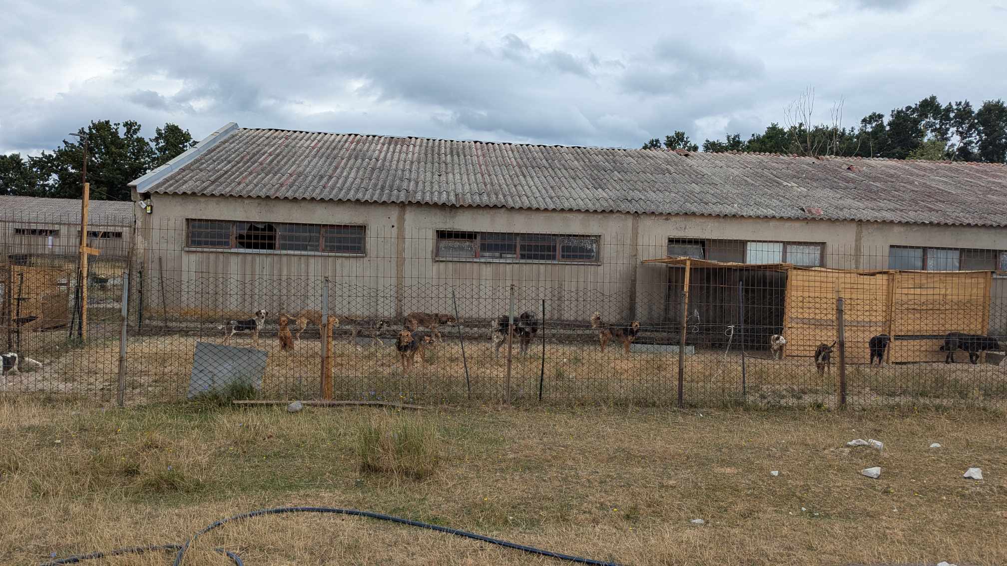 AUV jep detaje për mbylljen e dy strehimoreve të qenve në Ferizaj – Pamje