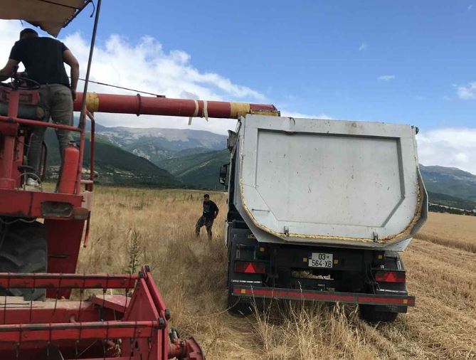 Të burgosurit e Dubravës përmbyllin me sukses korrjen e grurit