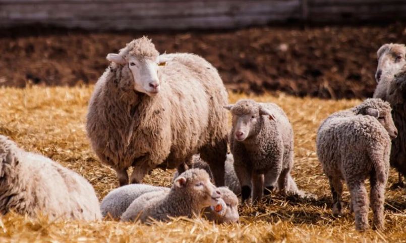 Konfirmohet sëmundja e murtajës së deleve në Kosovë