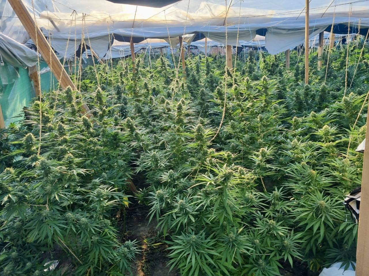 Zbulohet plantacion në rrethinë të Gjilanit me rreth 500 bimë narkotike të mbjellura: Policia jep detaje