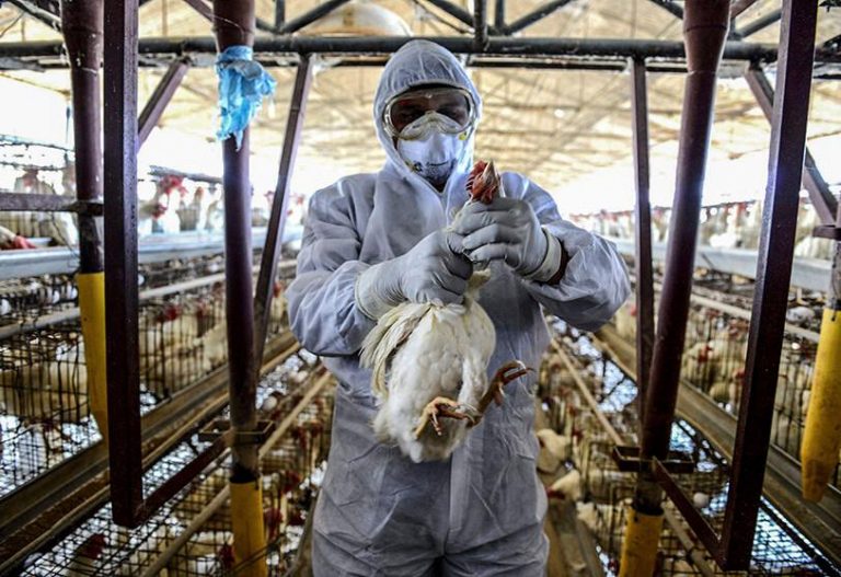 Kosova ndalon importin e shpezëve dhe produkteve nga Gjermania pas konfirmimit të gripit të shpezëve