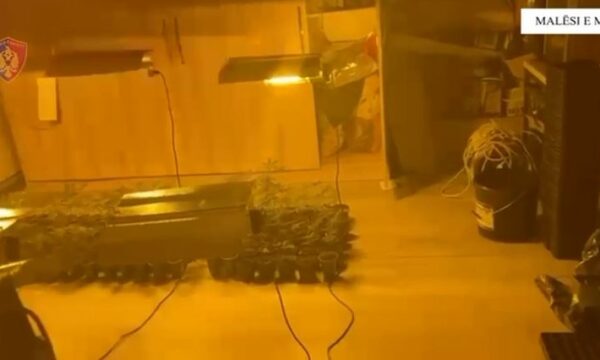 Zbulohen dy “shtëpi bari” në Malësinë e Madhe, arrestohet djali, procedohet nëna dhe shpallet në kërkim babai