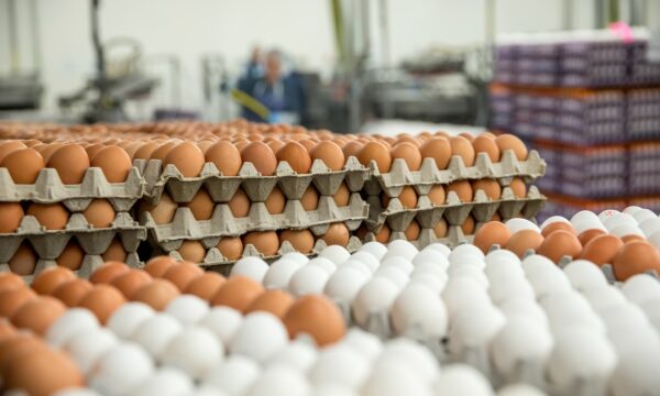 Çmimi i vezëve gati 6 euro – Autoriteti i Konkurrencës nis inspektimet