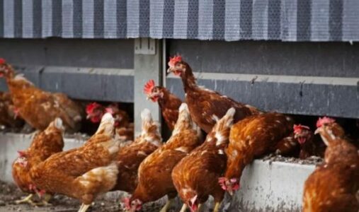 AUV-i heq ndalesën e importit të kafshëve të gjalla dhe shpezëve nga Shqipëria