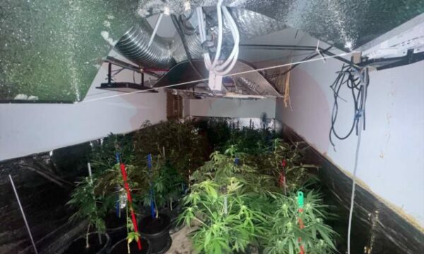 Në dy banesa në Prizren krijuan laborator të sofistikuar ku kultivuan drogë, aktakuzë ndaj nëntë personave