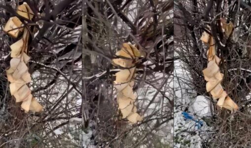 Policia po e heton djegien e Kuranit në Gjakovë