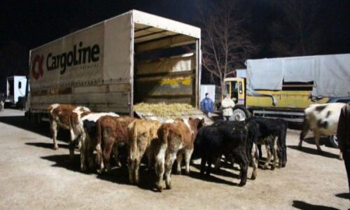 AUV ndalon importin e kafshëve të gjalla dhe produkteve të tyre nga rajoni Maramures i Rumanisë