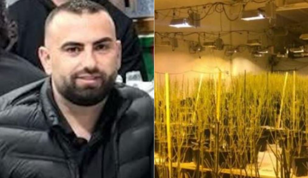 Magazina me 4 mijë rrënjë kanabis, lihet i lirë drejtori i burgut të Rrogozhinës, në kërkim i vëllai