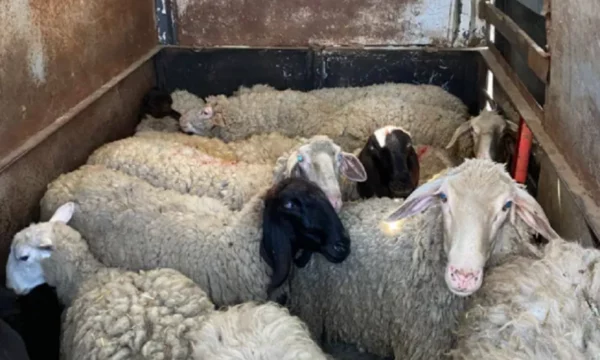 Kontrabanduan dje 30 dele nga Serbia, një i dyshuar largohet e tjetri arrestohet
