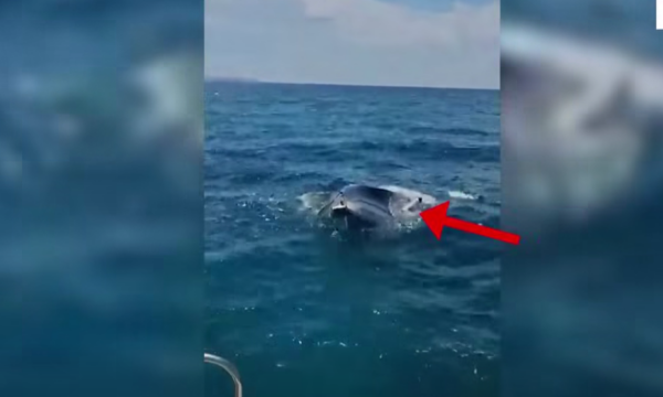 Rrezikuan të mbyteshin në Ksamil, Policia shpëton dy turistë ukrainas, skafi i tyre po fundosej për shkak të erërave të forta