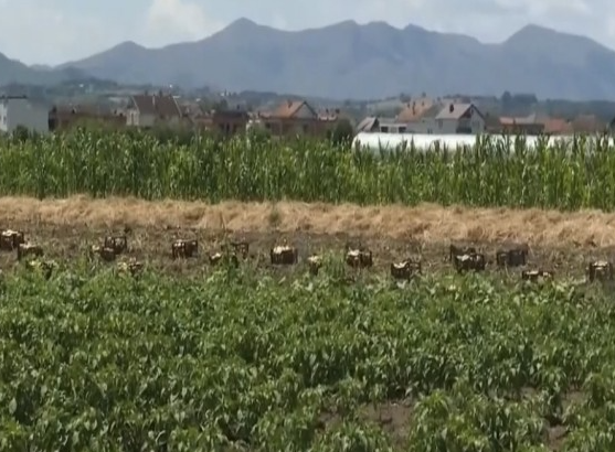 Rendimente të mira, por fermerët përballen me kosto të larta të prodhimit