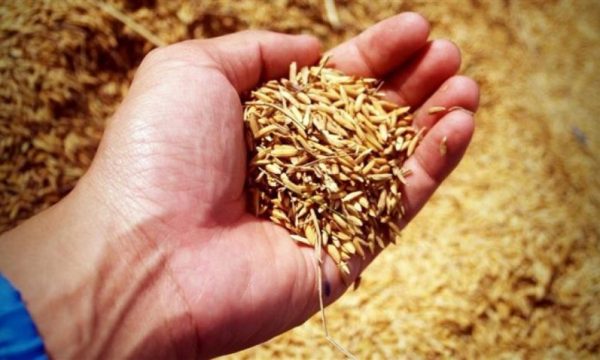 AKB: Rezervat shtetërore të mbushen me grurë vendor, jo me importe