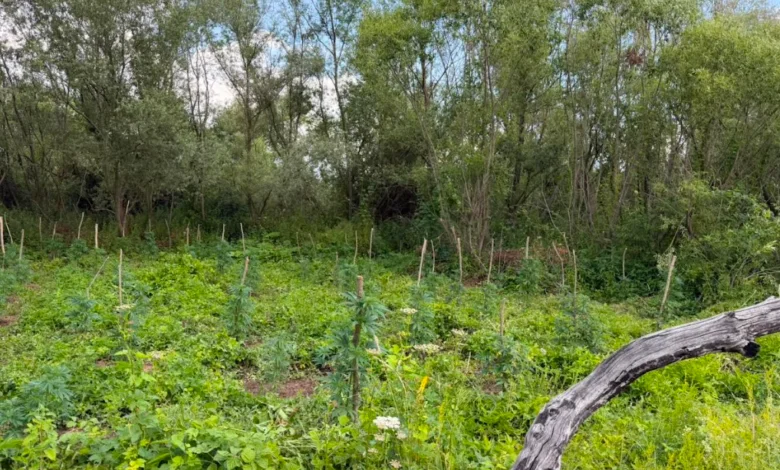 “Bashçja e llapjanit”, kapet një arë e mbjellur me kanabis në Podujevë