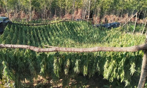Ngrihet aktakuzë ndaj nëntë personave për kultivimin e kanabisit në plantacionet e Kliqinës dhe Sferkës