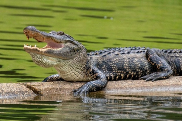 ​Aligatori mbyt 71-vjeçarin në Florida