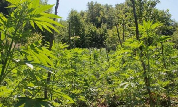 Arrestohet një person në Kaçanik për posedim e kultivim të narkotikëve, konfiskohen mbi 2 kilogramë kanabis